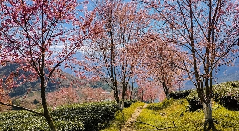 Những địa điểm du lịch đẹp mùa xuân nổi bật